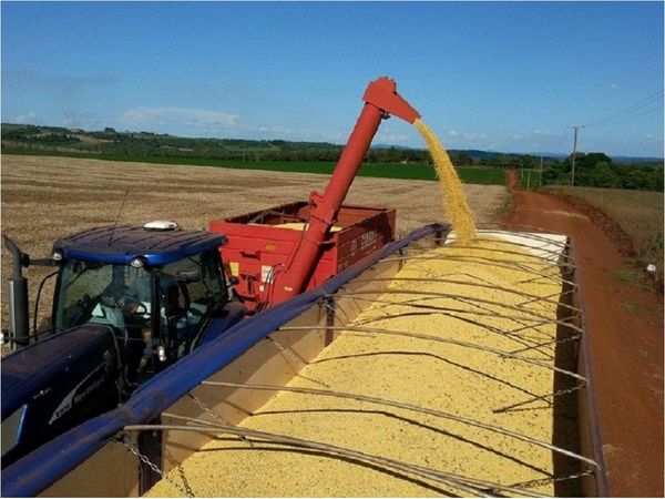 Economista sugiere tributo flexible al envío de soja
