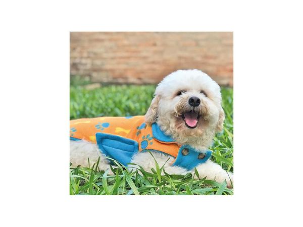 Divertidas creaciones para las mascotas