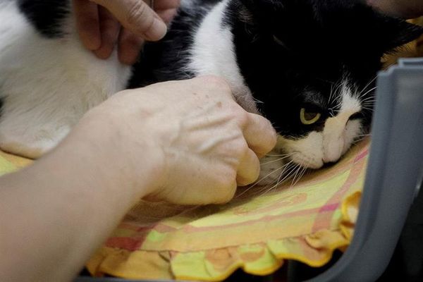 Adopciones de animales también aumentan en Bélgica - Mascotas - ABC Color