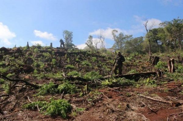 Destruyen 18 hectáreas de marihuana en el Parque Nacional Cerro Corá