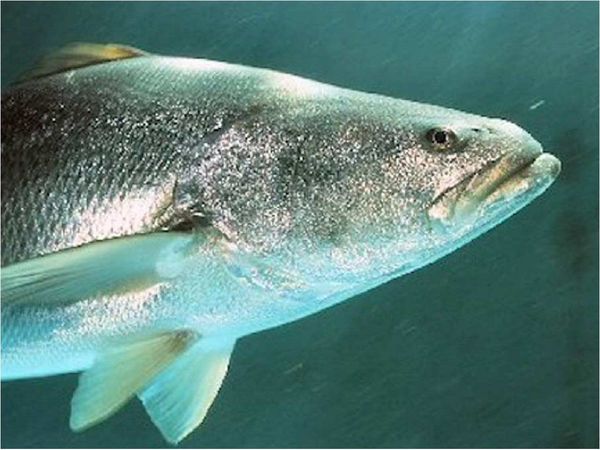 Incautación récord de 160 kilos de vejigas de totoaba
