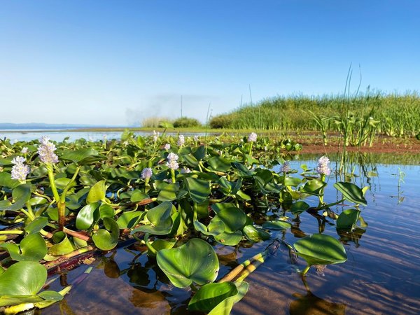 Buscan todo tipo de paliativos para frenar contaminación del lago Ypacaraí - Megacadena — Últimas Noticias de Paraguay