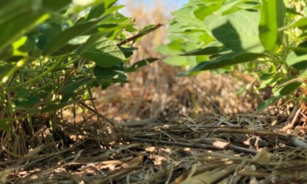 » Renuevan el compromiso de sustentabilidad en la producción agropecuaria nacional