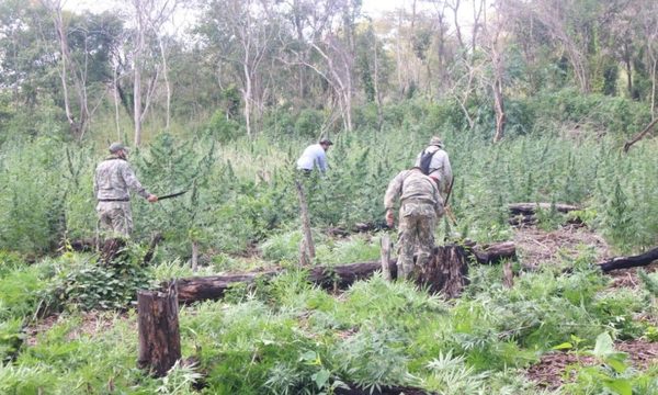 Prosiguen con trabajos contra el desmonte y cultivo ilegal en parques – Diario TNPRESS