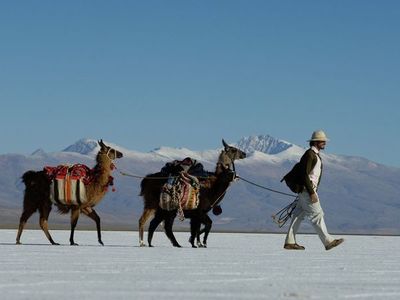 Caravana de llamas por Zoom y venta futura: el turismo argentino se reinventa
