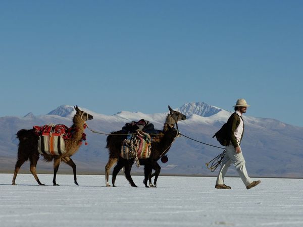 Caravana de llamas por Zoom y venta futura: el turismo argentino se reinventa