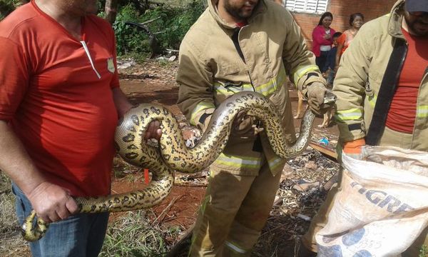 Hallan ejemplar de kuriju en arroyo de Pedro Juan - Nacionales - ABC Color