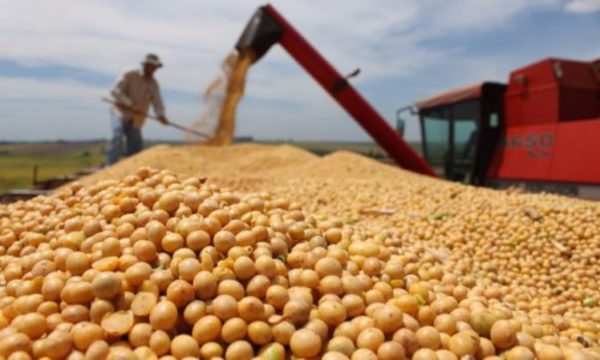 » Baja de precios de soja frenará el ingreso de unos US$ 400 millones