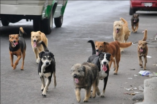 “Campaña Gabupeton”: Realizan colecta a beneficio de animales durante la pandemia » Ñanduti