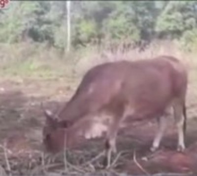 Familias humildes víctimas del abigeato en Paraguarí - Paraguay.com