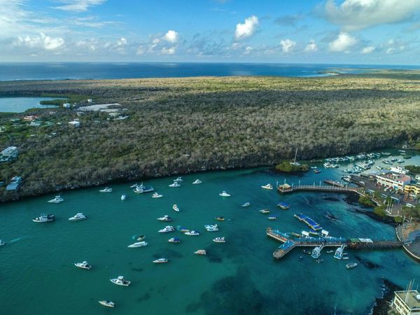 Galápagos celebra nacimiento de aves en peligro de extinción - Tecnología - ABC Color