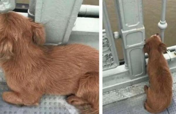 Perro esperó durante cuatro días a su dueño que se quitó la vida en un puente - SNT