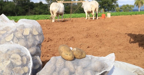 Más de 2.000 agricultores arrancaron producción de papa nacional