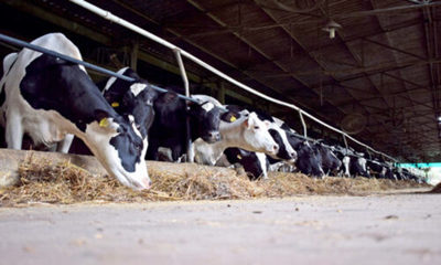 » DÍA DE LA LECHE: Expectativa favorable, pese a pandemia