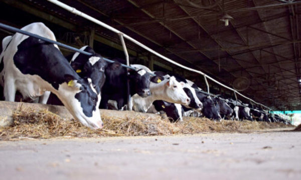 » DÍA DE LA LECHE: Expectativa favorable, pese a pandemia