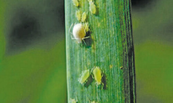 » Manejo integrado de plagas en el cultivo de trigo