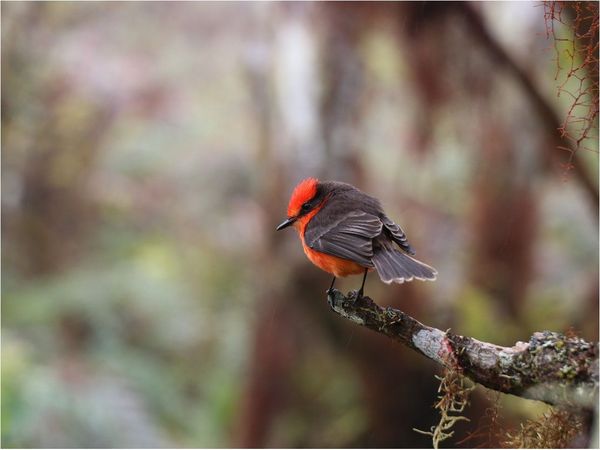 Nacen en Galápagos 6 pichones de pájaro brujo, en peligro de extinción