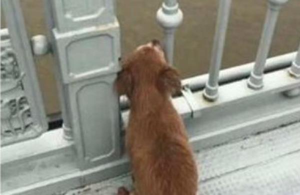 Perro esperó durante cuatro días a su dueño que se quitó la vida en un puente - C9N