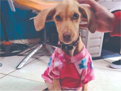 Harán una castración nacional de mascotas