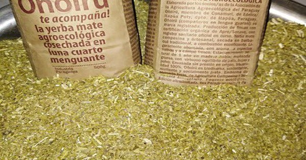 Anuncian exportación de 24.000 kilos de yerba ecológica, de Itapúa a EEUU