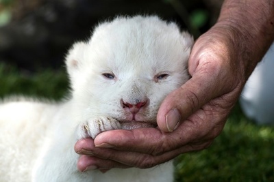 White King, el león blanco al que su madre no quería » Ñanduti