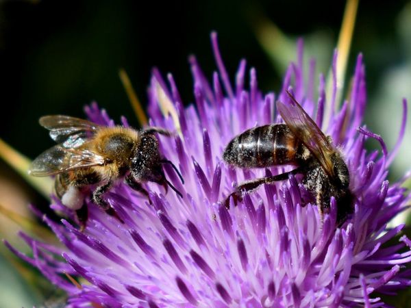 Un tercio de los insectos están en riesgo de extinción, según estudio