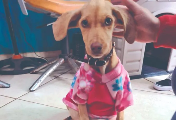 Harán una castración nacional de mascotas