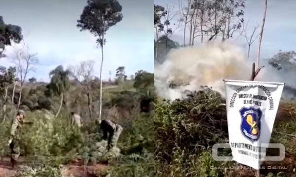 Tres hectáreas de marihuana fueron destruidas en SIDEPAR – Prensa 5