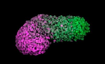 Crean un modelo que simula la primera etapa de desarrollo embrionario humano - Ciencia - ABC Color