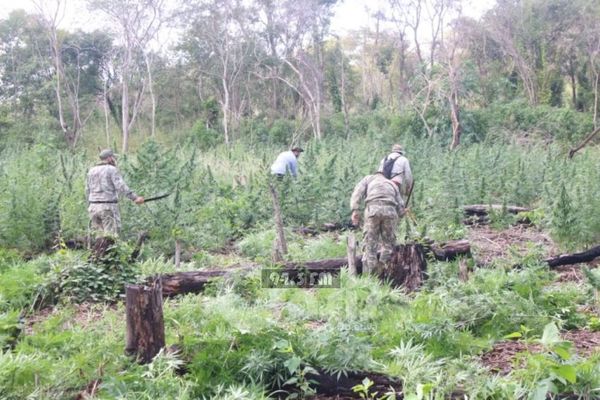 Destruyen plantación de marihuana en el Parque Nacional Cerro Cora