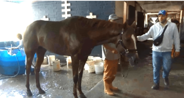 Venezuela: Roban y descuartizan a un caballo de competencia para comerlo