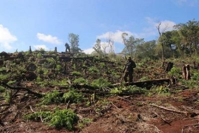 Destruyen 18 hectáreas de marihuana en el Parque Nacional Cerro Corá