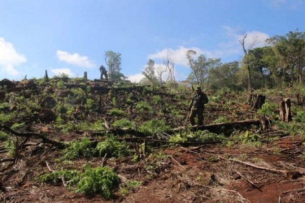 Destruyen 18 hectáreas de marihuana en el Parque Nacional Cerro Corá