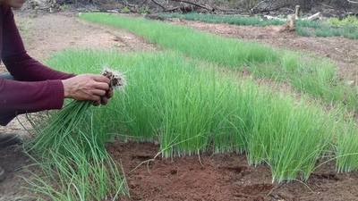 ¡QUE NO FALTE LA CEBOLLA! PRODUCTORES EN PLENO TRASPLANTE EN ITAPÚA SUR.