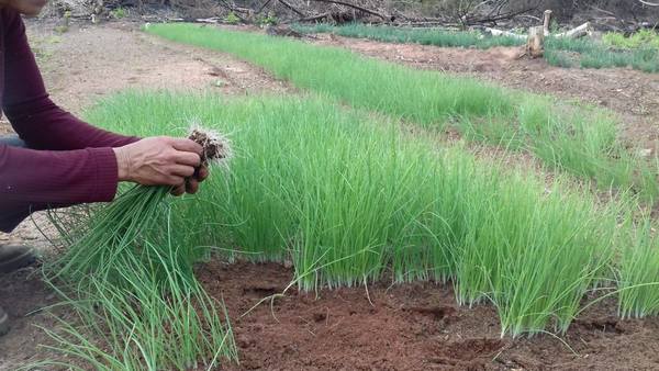 ¡QUE NO FALTE LA CEBOLLA! PRODUCTORES EN PLENO TRASPLANTE EN ITAPÚA SUR.  