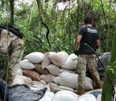Encuentran 14.000 kilos de marihuana
