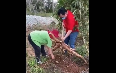 HOY / El 'papelón' del Ministro de Agricultura al arrancar una mandioca