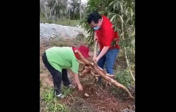 HOY / El 'papelón' del Ministro de Agricultura al arrancar una mandioca