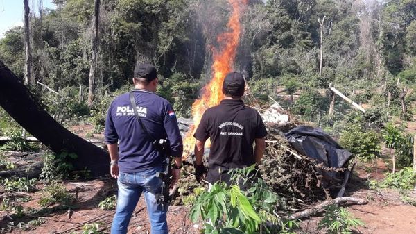 Destruyen cerca de 14 hectáreas de marihuana en Lorito Picada - Nacionales - ABC Color