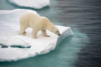 El zoo de Moscú refresca a los osos polares con una montaña de hielo » Ñanduti
