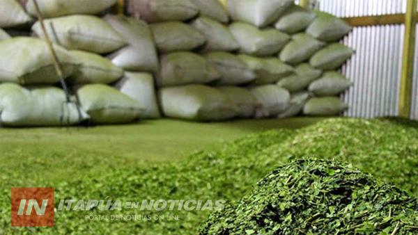 YERBA MATE PARAGUAYA CONQUISTA MERCADO NORTEAMERICANO.