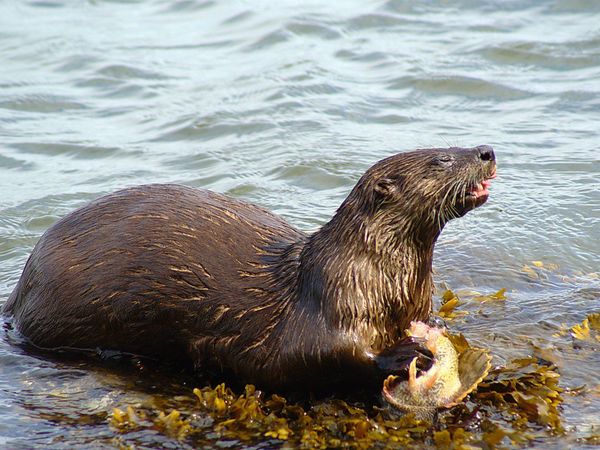 El efecto cascada de la reintroducción de las nutrias, un final feliz