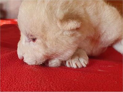 White King, el león blanco al que su madre no quería