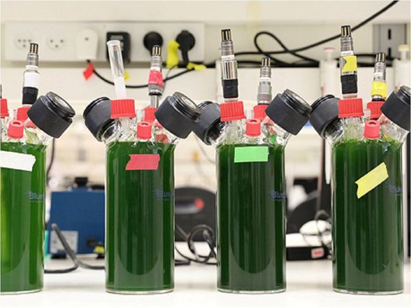Investigadores en Israel producen electricidad a partir de plantas