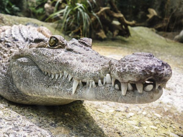Los ancestros de los cocodrilos habrían caminado sobre dos patas