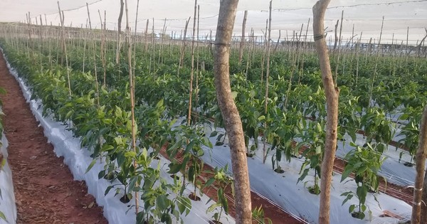 Técnicos del MAG prestan asistencia en fincas productivas de varios departamentos