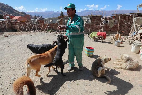 El ángel boliviano que salva animales abandonados en la basura - Mascotas - ABC Color