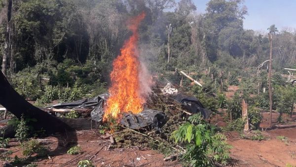 Destruyen cerca de 14 hectáreas de marihuana en Lorito Picada