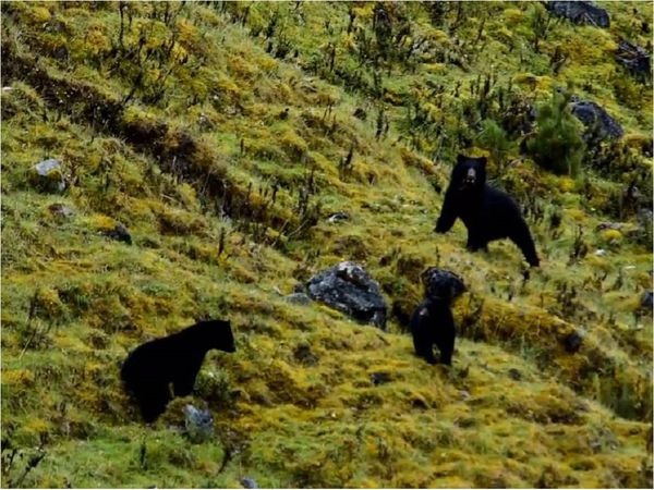 Santuario de osos resiste a las adversidades en Colombia