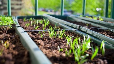 Se inicia campaña para crear huerta urbanas y suburbanas